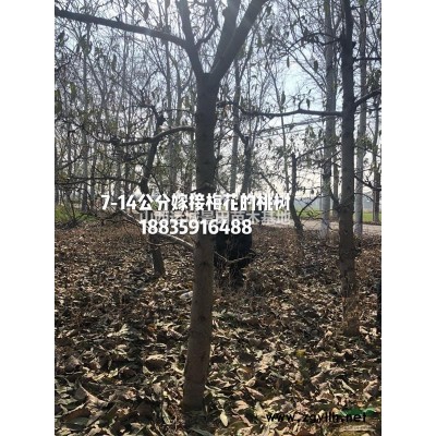 直徑40公分大柿子樹·直徑40公分大柿子樹價格·供應大柿子樹