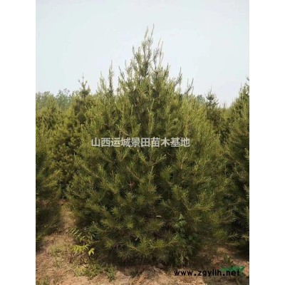 山西絳縣白皮松基地·1.5米白皮松報價·1.5米白皮松批發價