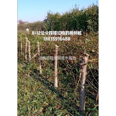 山西大紅葉李·20公分紅葉李產地·30公分紅葉李基地