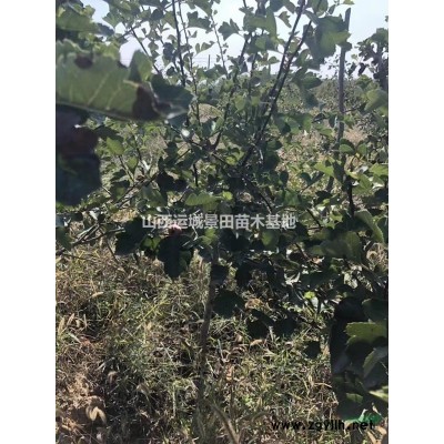 紅葉李基地_紅葉李基地批發價格_大規格紅葉李產地報價
