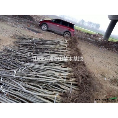 10公分杏梅基地·10公分杏梅多少錢？10公分杏梅量大