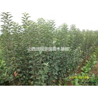 山杏10公分報價·山杏多少錢？山西12公分山杏產(chǎn)地報價