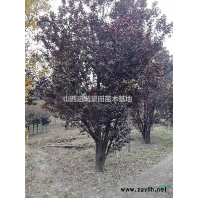 山西山杏哪里有？山西山杏基地在哪里？山杏產(chǎn)地價格供應