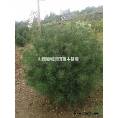 供應櫻桃樹·大規格櫻桃樹·地徑15-20公分大規格櫻桃樹