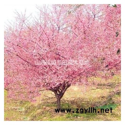 紫葉李產(chǎn)地在哪里？紫葉李基地詳情？山西紫葉李種植基地
