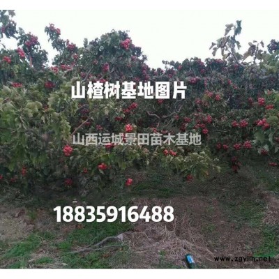 山西側柏基地，山西側柏價格，營養杯側柏，荒山造林側柏