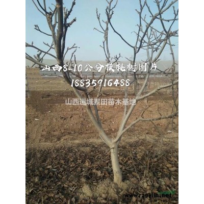 哪里有塔柏？塔柏基地，山西塔柏哪里種植的多