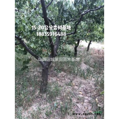 杏樹嫁接紅梅，紅梅可以用杏樹做母體，嫁接梅花的杏樹樁供應(yīng)