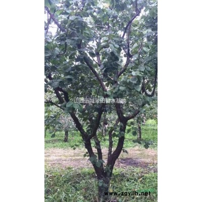 柿子樹價格·山西柿子樹報價·運城柿子樹基地詳情供應