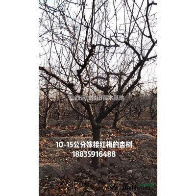 6米油松價(jià)格，6米油松多少錢一棵？山西油松產(chǎn)地價(jià)格