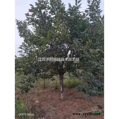 八角金盤供應.八角金盤苗木批發、工程苗木.大量供