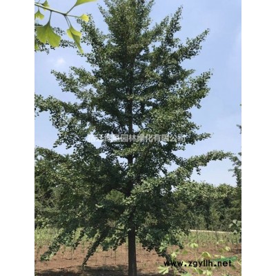 紫葉李5公分、8公分、10公分、12公分、15公分大量供應