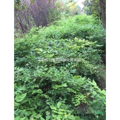 紅帽月季-花灌木類-綠化苗木_苗木批發