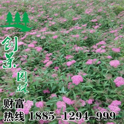 常年大量供應優質鳳尾竹、規格*、基地直銷