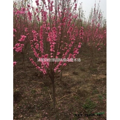 珊瑚樹苗多少錢一棵、沭陽種植基地直銷