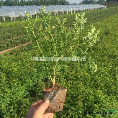 棕竹價格、高度20~60公分價格、沭陽基地直銷