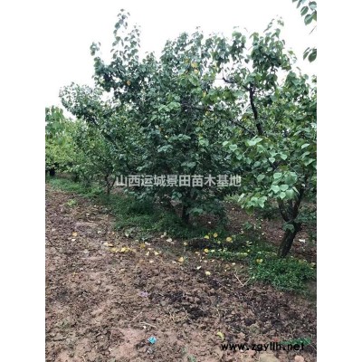 直徑20公分柿子樹價格_直徑25公分柿子樹價格供應_山西柿子