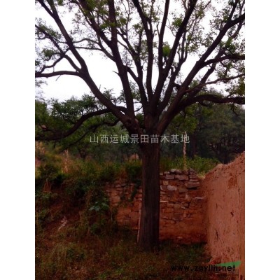 緊急出售3-5公分山楂樹·8公分山楂樹產(chǎn)地·占地山楂樹價(jià)格