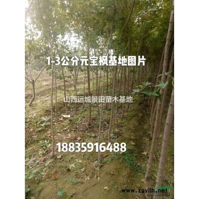1米白皮松·1.5米白皮松圖片1米白皮松詳情1米白皮松供應