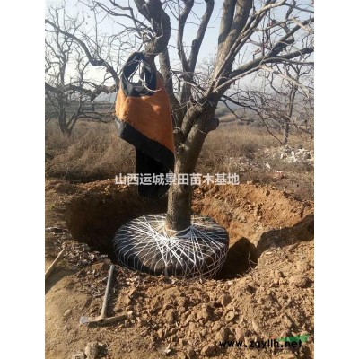 桃樹10-5公分·10-6公分桃樹價格·占地桃樹價格供應山西