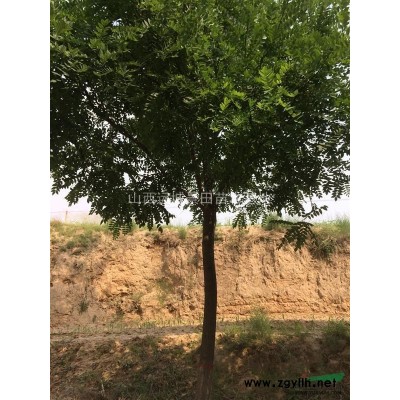 哪有柿子樹？8-18公分柿子樹價格?供應山西柿子樹種植基地