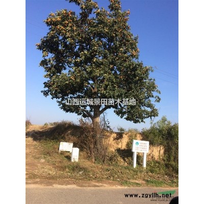 胸徑15公分地徑18公分國槐價格900元·*新國槐報價山西