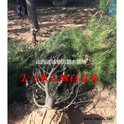 山西地區絳縣供應高度50-80公分大葉黃楊價格·大葉黃楊詳情