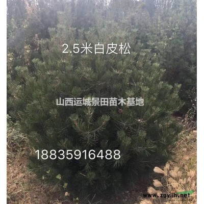山西櫻桃苗·8公分櫻桃樹·櫻桃樹價格·山西供應櫻桃樹詳情