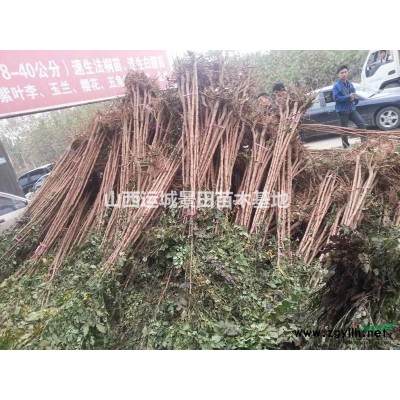 3公分山楂樹價格·3-6公分山楂苗產地·掛果山楂樹圖片詳情