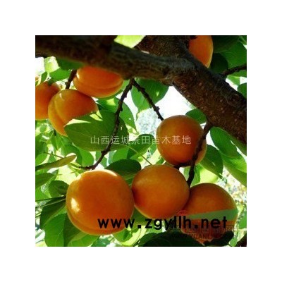 5公分山楂樹10公分山楂樹15公分山楂樹·山楂樹指導(dǎo)價格山西