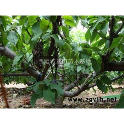 桃樹、掛果桃樹、地徑5-8公分桃樹價格以及圖片規(guī)格型號品牌