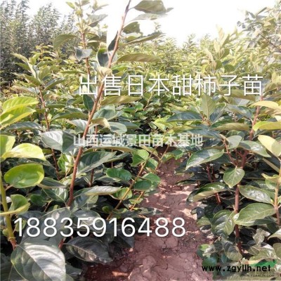 6公分紅葉李價(jià)格·更新6公分紅葉李價(jià)格·山西紅葉李價(jià)格詳情