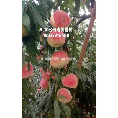 米徑5公分地徑6公分紅葉李價(jià)格70元·山西產(chǎn)地紅葉李價(jià)格報(bào)價(jià)