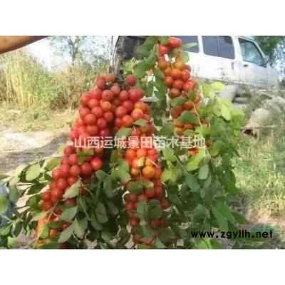 調(diào)整8公分山楂樹價(jià)格·10公分山楂樹價(jià)格調(diào)整·山楂樹價(jià)格調(diào)整