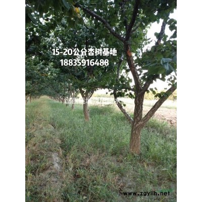老山楂樹_18公分20公分25公分山楂樹價(jià)格_大規(guī)格山楂樹價(jià)