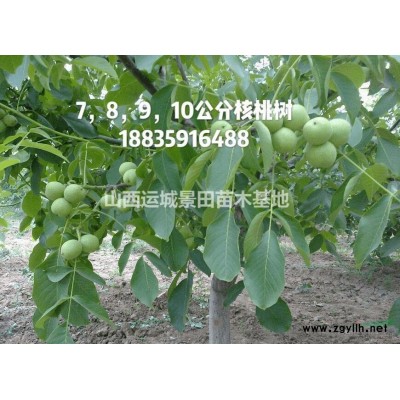山西運城供應1-30公分櫻桃樹··1-30公分櫻桃樹價格圖片