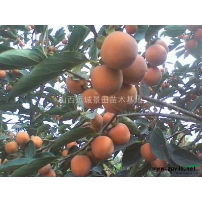 8公分山楂樹危急·10公分山楂樹價格危急·12公分山楂樹緊急
