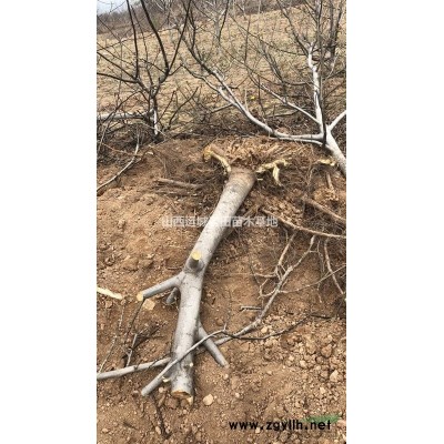 5個的山楂樹6個的山楂樹價格·5個的山楂樹圖片6個的山楂樹