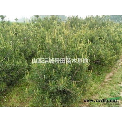 地徑15公分山楂樹(shù)·地徑20公分山楂樹(shù)30公分山楂樹(shù)供應(yīng)山西