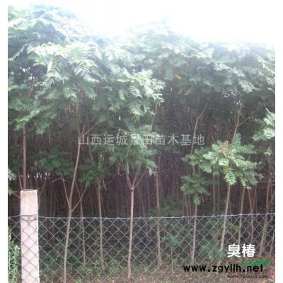 6公分7公分8公分山楂樹(shù)價(jià)格·全冠山楂樹(shù)報(bào)價(jià)6公分山楂樹(shù)詳情
