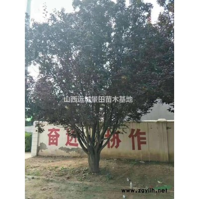 5公分山楂樹(shù)圖片6公分山楂樹(shù)詳情·5公分山楂樹(shù)價(jià)格更新山楂樹(shù)