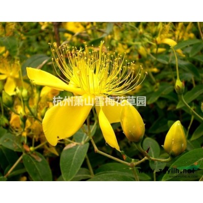 北海道黃楊圖片\北海道黃楊報(bào)價(jià)