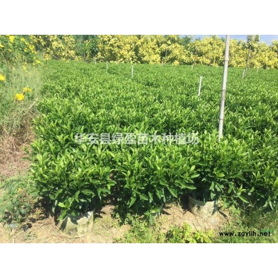 福建黃金寶樹價格/報價 來電咨詢享折扣