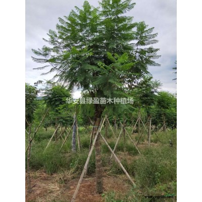 福建12公分，15公分黃花風(fēng)鈴木 批發(fā)/供應(yīng)