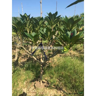 10到20公分黃花風(fēng)鈴木基地  報(bào)價(jià)歡迎咨詢