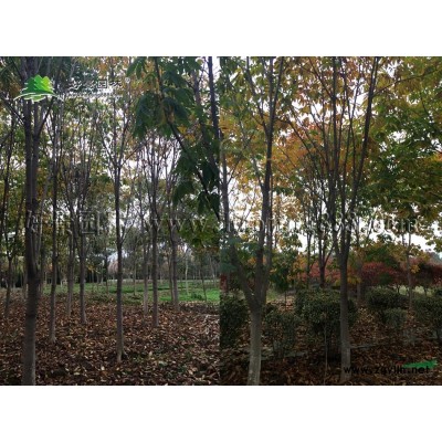 刺柏價格_刺柏圖片_刺柏產地_刺柏綠化苗木苗圃基地