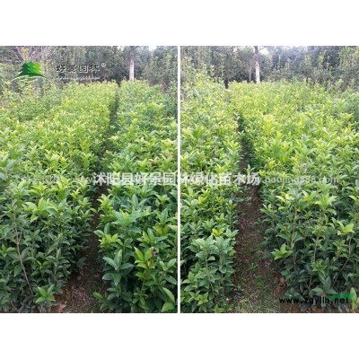 蔥蘭價格_蔥蘭圖片_蔥蘭產地_蔥蘭綠化苗木苗圃基地