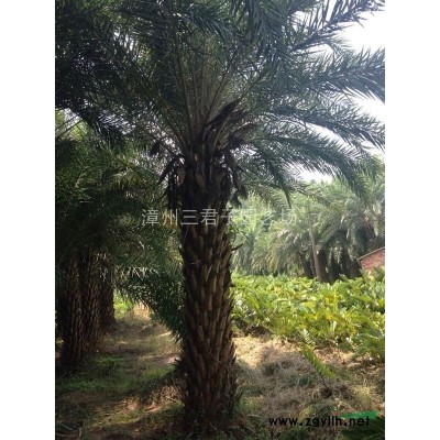 造型三角梅圖片|報(bào)價(jià)