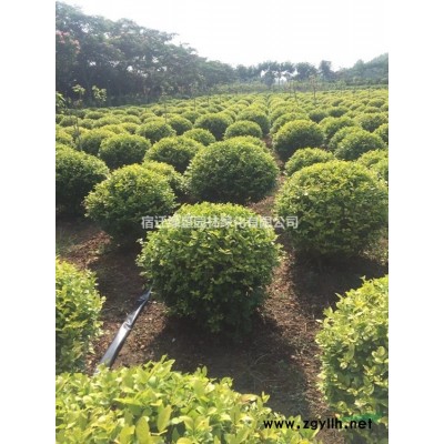 江蘇沙地柏價格 沙地柏基地 沙地柏批發供應