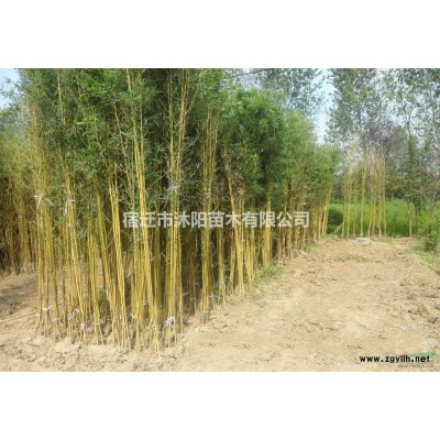 蘆葦價格_蘆葦圖片_蘆葦產地綠化苗木苗圃基地